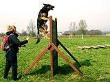 Chiot demonstrating how to get over a scale on a Working Trial training day Image